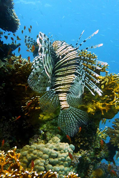 Lionfish Savusavu